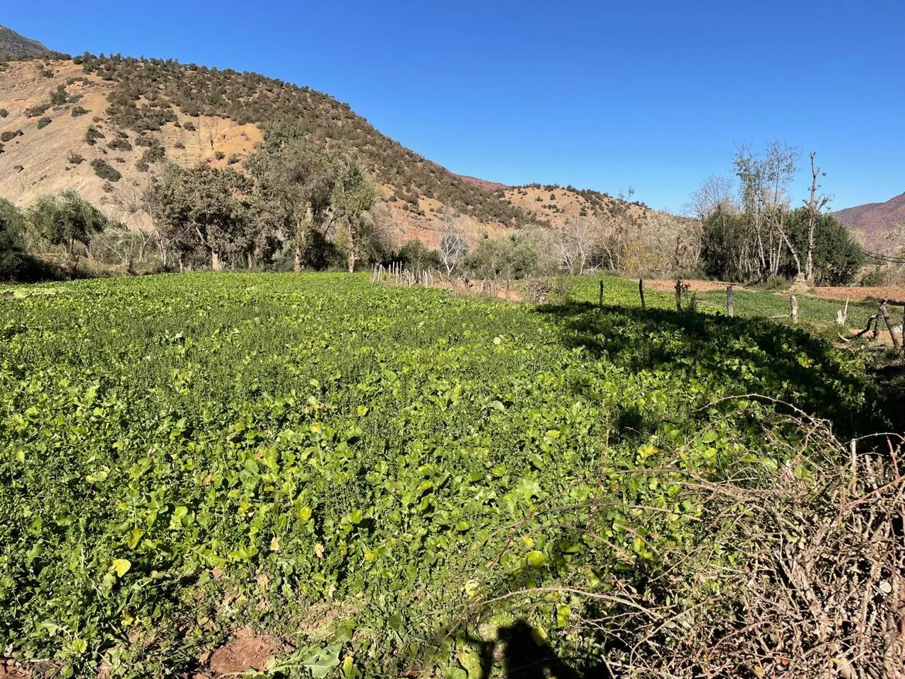 Local agricultural field in Zat Valley near Tighedouine